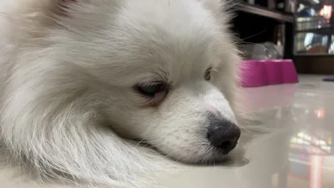 White flurry dog's face resting on ground floor at home. Stock Footage 274190882