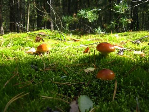 White fly agaric in the forest Stock Photos