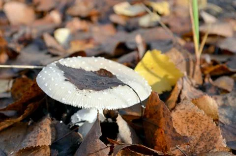 White fly agaric Stock Photos