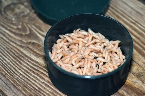 White fly larvae close-up in an open fishing can with a lid on a wooden pine Stock Photos