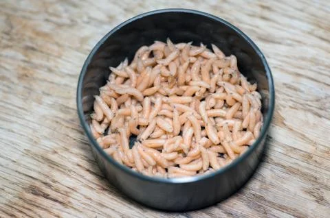 White fly larvae close-up in an open fishing can on a wooden oak background. Stock Photos
