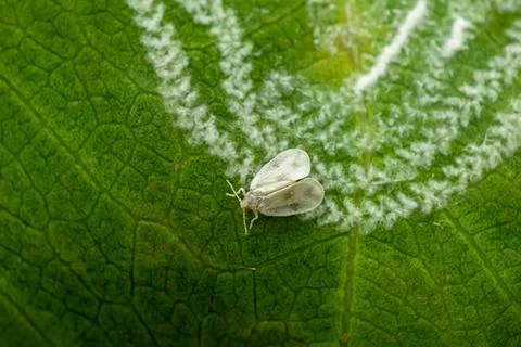 White fly on the leaf with its hairy wax like produce under the leaf. Stock Photos