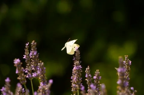 White flying butterfly and purple lavender Stock Photos