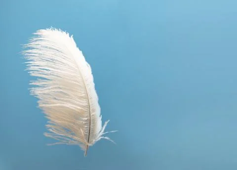White flying feather on a blue background with copy space. Close-up. Stock Photos