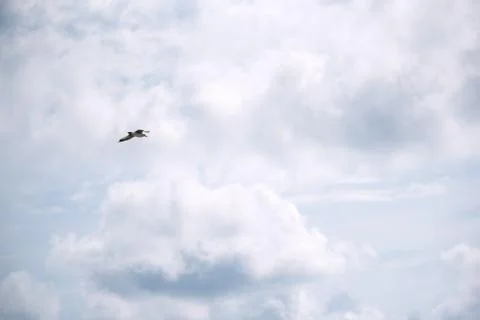 White flying gull Foto stock