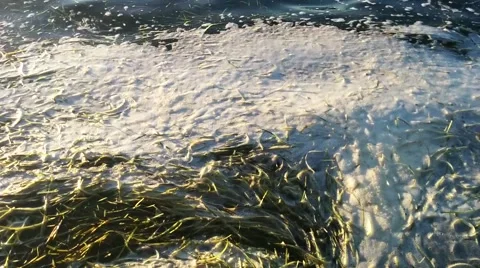 White Foam on Seaweed Stock Footage 68987049