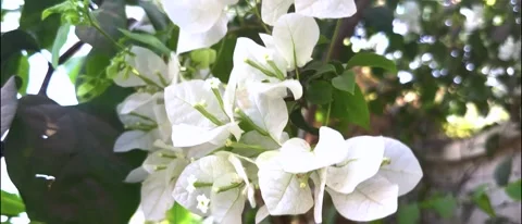 White Stock Footage 303360448