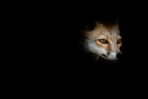 White footed fox or desert fox in black background at desert national park Stock Photos