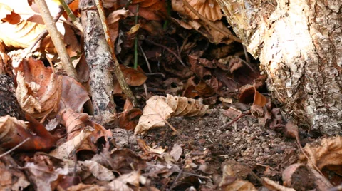 White footed mouse Stock Footage 35607976