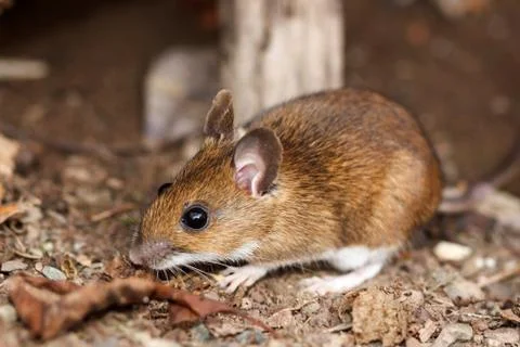 White footed mouse in spring Stock Photos