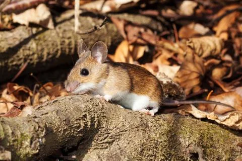 White footed mouse in spring 스톡 사진