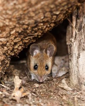 White footed mouse in spring Foto stock