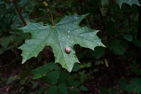 A white-footed snail in a rounded shell on a tree leaf. Stock Photos