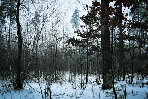 White forest-1 写真素材