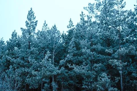 White forest-10 Stock Photos