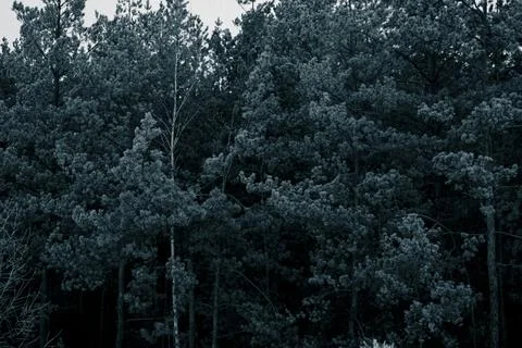 White forest-11 Stock Photos