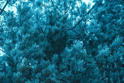 White forest-12 Stock Photos