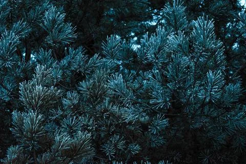 White forest-13 Stock Photos