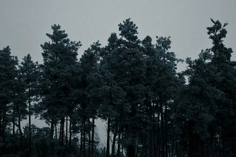 White forest-14 Stock Photos