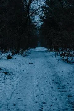 White forest-15 Stock Photos