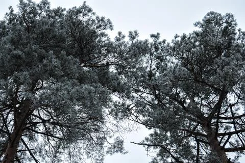 White forest-2 Stock Photos