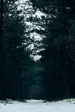 White forest-3 Stock Photos