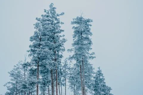 White forest-4 Stock Photos