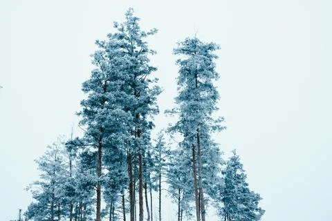 White forest-5 Stock Photos