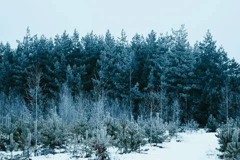 White forest-6 Stock Photos