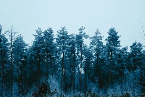 White forest-7 Stock Photos