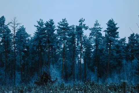 White forest-8 Stock Photos