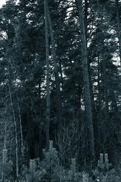 White forest-9 Stock Photos