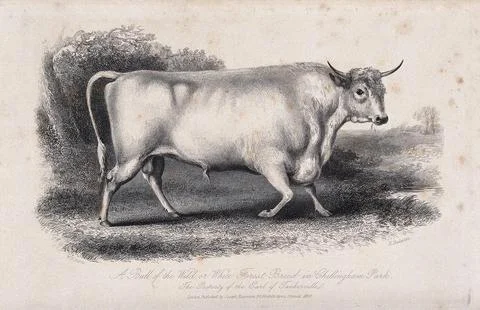 A White Forest bull. Etching by H. Beckwith, ca 1850, after W.H. Davis. 스톡 일러스트