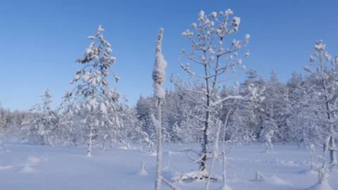 White forest covered with snow view from above. Stock Footage 125675672