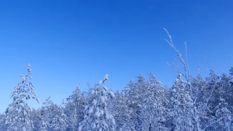 White forest covered with snow view from above. Stock Footage 125675913