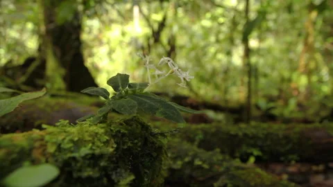 White Forest Flower 2, Schwaner Muller Mountains, Borneo Stock Footage 142853553