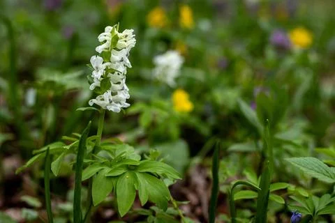 White forest flower in focus, surrounded by blurred leaves on a sunny spring day Foto stock