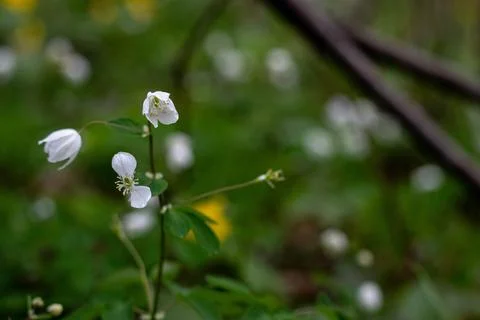 White forest flower in focus, surrounded by blurred leaves on a sunny spring day Foto stock