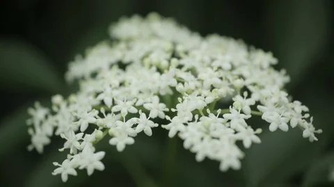 White Forest Flower Stock Footage 80110787