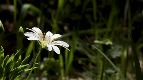 White forest flower Stock Footage 240559068