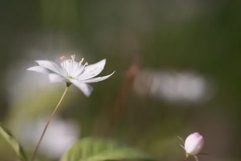 White forest flower. Soft selective focus. Foto stock