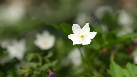 White forest flower swaying in the wind. Anemone nemorosa close-up. Stock Footage 75388884