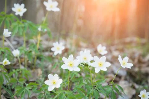 White forest flowers background Foto stock