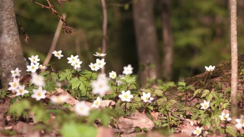 White forest flowers in dew drops. Arboreal anemone (Anemone nemorosa) in Stock Footage 139688394