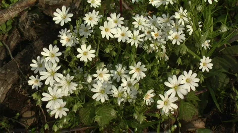 White forest flowers Stock Footage 374204