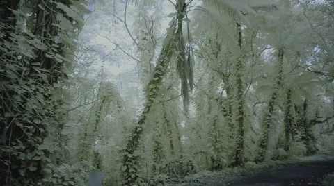 White forest Video stock 42744972