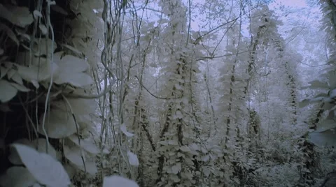 White forest infrared Stock-Footage 42744577