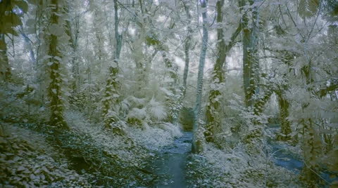 White forest landscape Vidéo 24604232