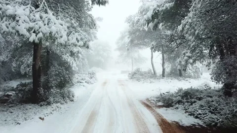 White forest in winter. Beautiful trees covered with snow. Stock Footage 146414444