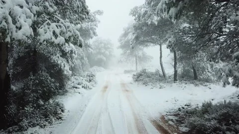 White forest in winter. Beautiful trees covered with snow. Stock Footage 146414497